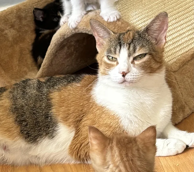 An adult medium-sized female Calico cat named Sophie for adoption in New Milford, CT