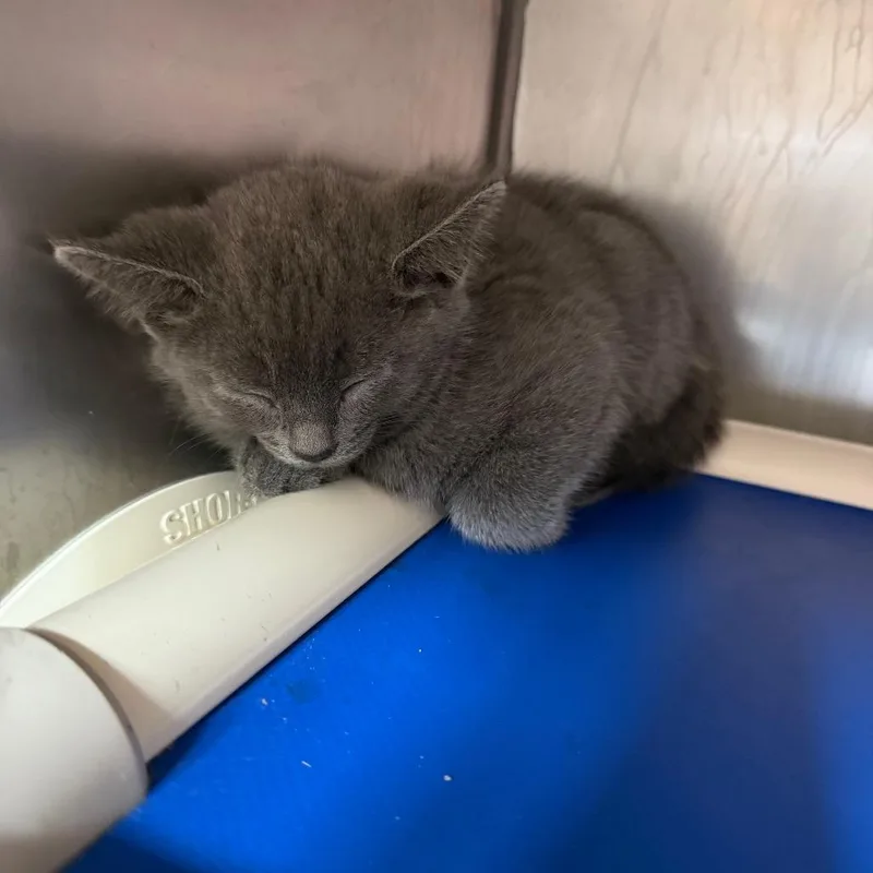 A baby small-sized female Gray / Blue / Silver Russian Blue cat named Velma Dinkley for adoption in Austin, TX