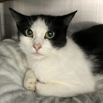 An adult medium-sized female White Domestic Short Hair cat named Little Missy for adoption in Springfield, MA