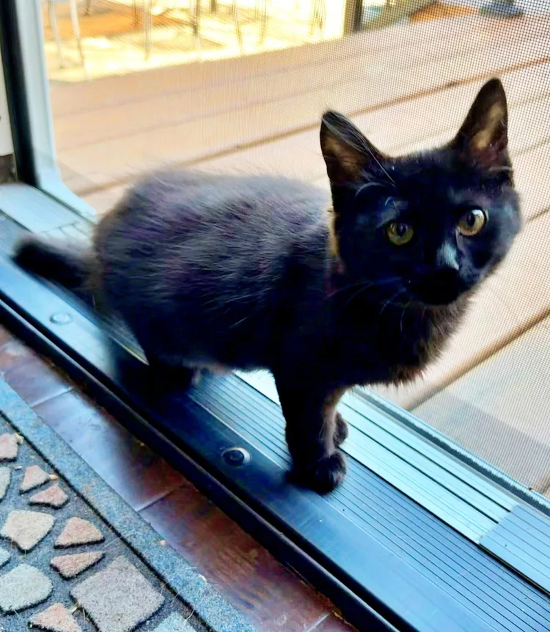 A young medium-sized female Domestic Medium Hair cat named ROUX Foodie Litter for adoption in Hillsboro, OR
