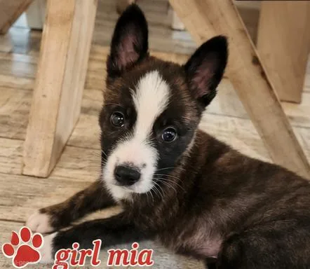 A baby small-sized female Bicolor Dutch Shepherd dog named Mia for adoption in Fort Lauderdale, FL