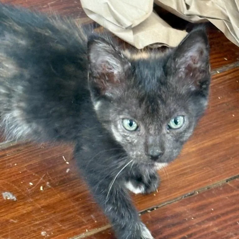 A baby small-sized female Tortoiseshell Domestic Short Hair cat named Stella for adoption in Webster, TX