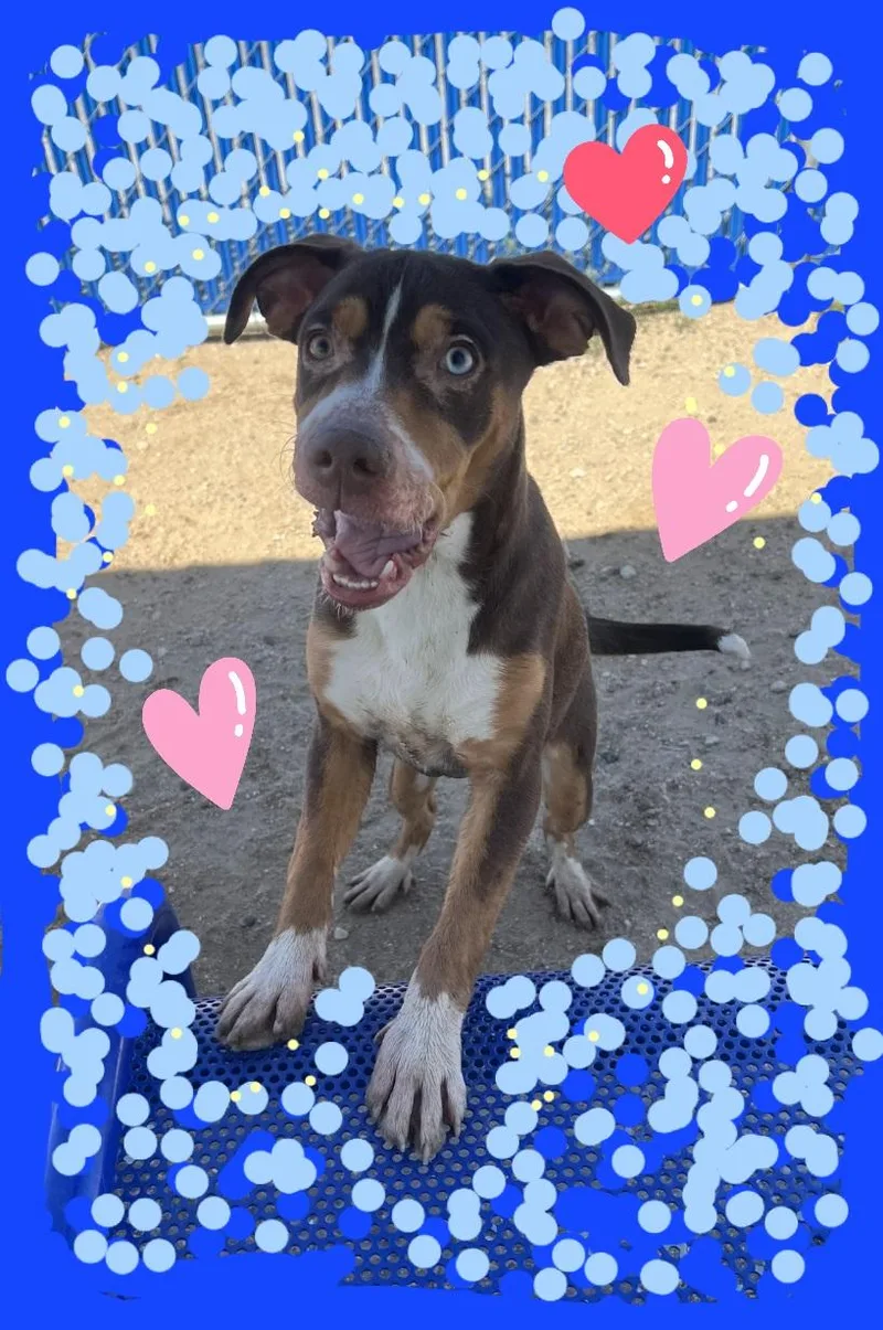 The Pointer Sisters! thumbnail 2