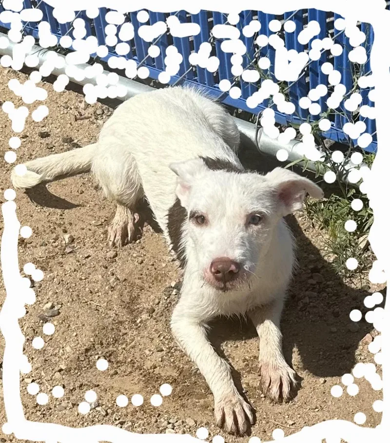 The Pointer Sisters! thumbnail 3