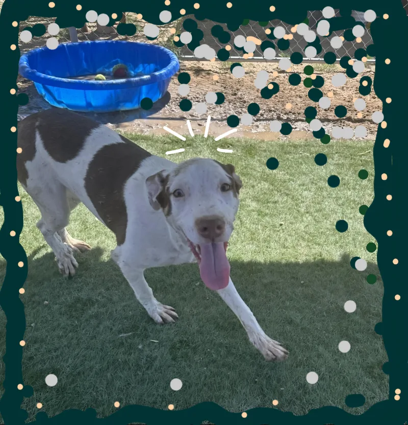 The Pointer Sisters!