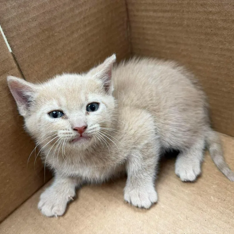 A baby small-sized male Cream / Ivory Domestic Short Hair cat named Marvin In Vienna for adoption in Alexandria, VA