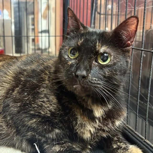 Diana