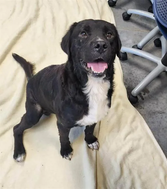 A young medium-sized male Labrador Retriever dog named Frick for adoption in Brunswick, GA