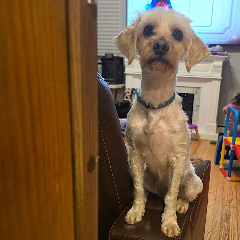 An adult small-sized female Poodle (Toy) dog named Nia for adoption in Worcester, MA