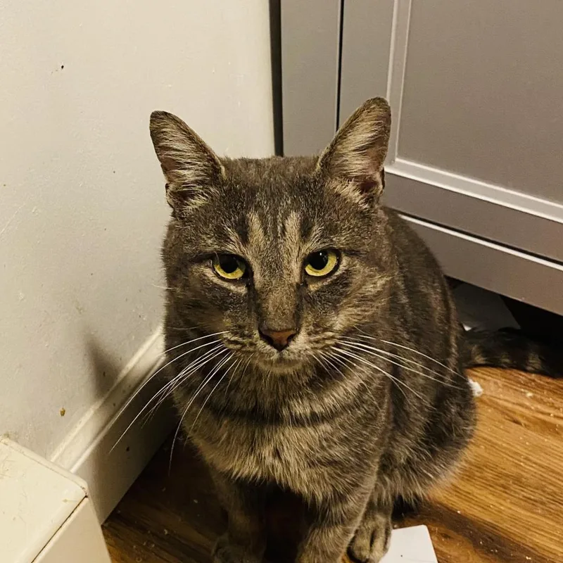 A senior small-sized male Gray / Blue / Silver Domestic Short Hair cat named Benny for adoption in Philadelphia, PA