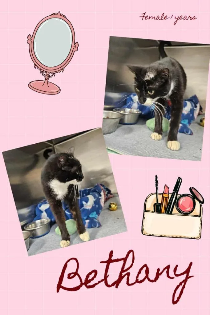 A young small-sized female Domestic Short Hair cat named Bethany for adoption in Blountville, TN