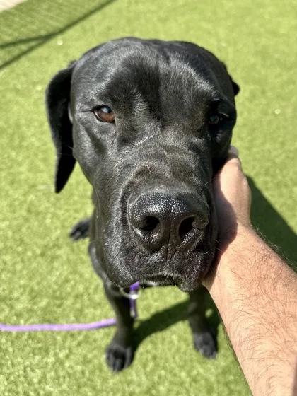 An adult extra large-sized male Black Mixed Breed dog named Travis for adoption in Wichita, KS