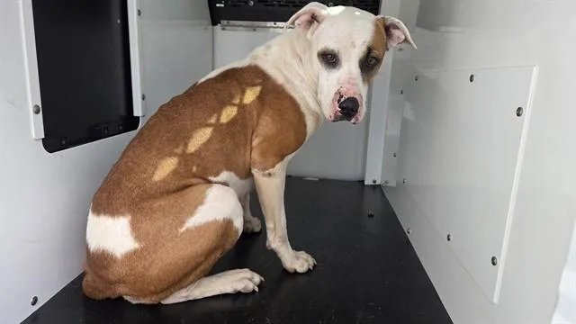 A young medium-sized female Pit Bull Terrier dog named A for adoption in Charlotte, NC