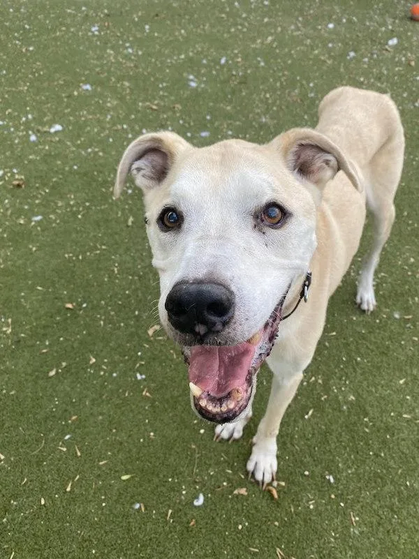 A senior large-sized male Mixed Breed dog named Donkey for adoption in Austin, TX