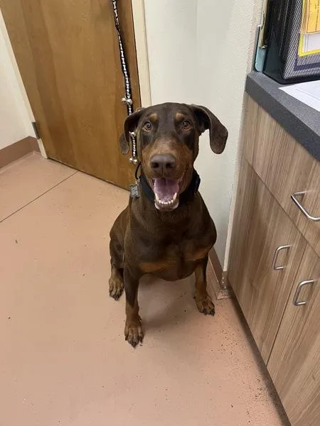 An adult extra large-sized male Doberman Pinscher dog named DobieWan Kenobi for adoption in Kennewick, WA