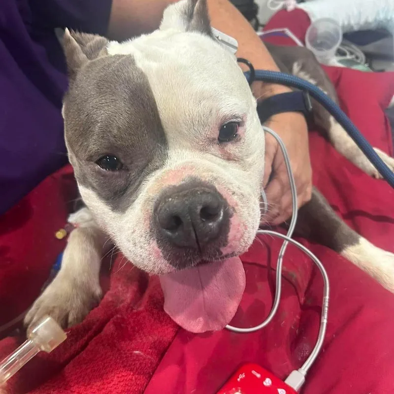 An adult medium-sized male Gray / Blue / Silver American Bully dog named Ceaser for adoption in Rocky Mount, VA