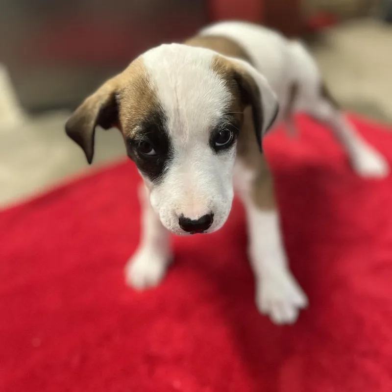 A baby small-sized female White / Cream Labrador Retriever dog named Lemon for adoption in Clanton, AL
