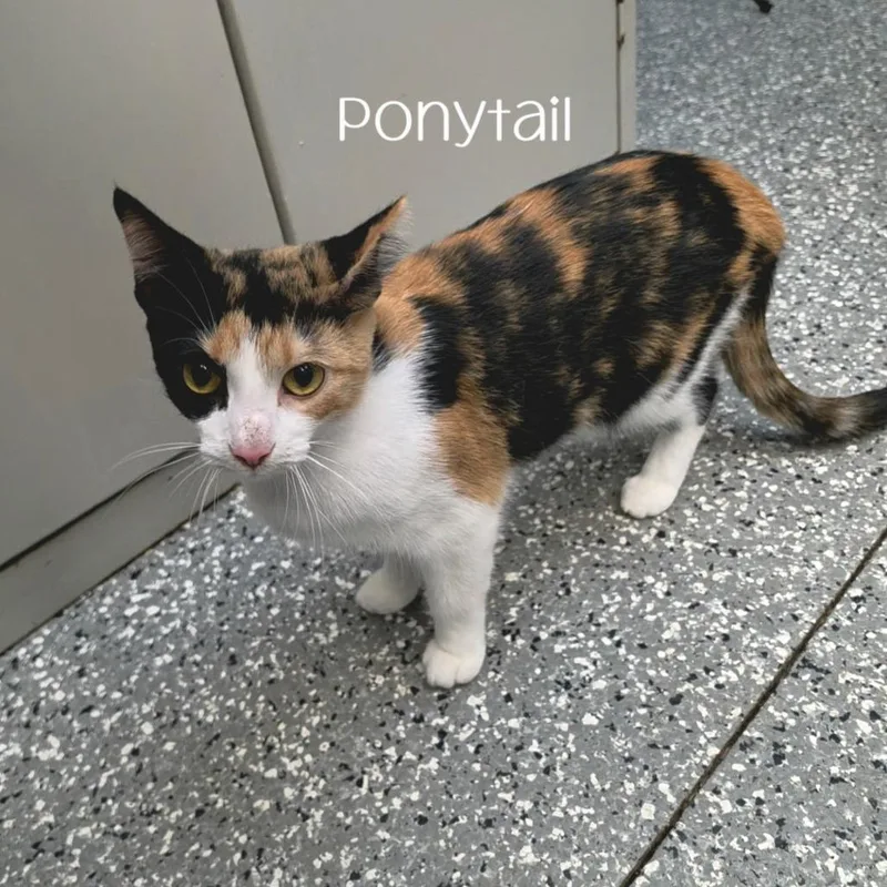 A young medium-sized female Domestic Short Hair cat named Ponytail for adoption in Parkersburg, WV