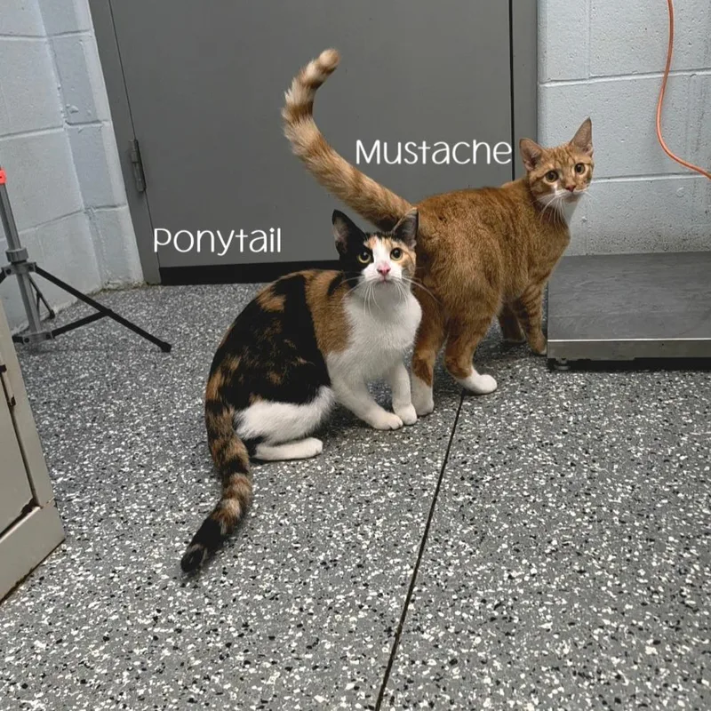 Ponytail thumbnail 2