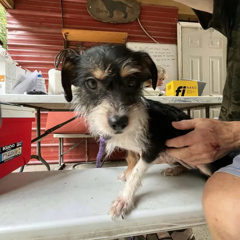An adult small-sized female White / Cream Terrier dog named Saffron for adoption in Smithfield, NC