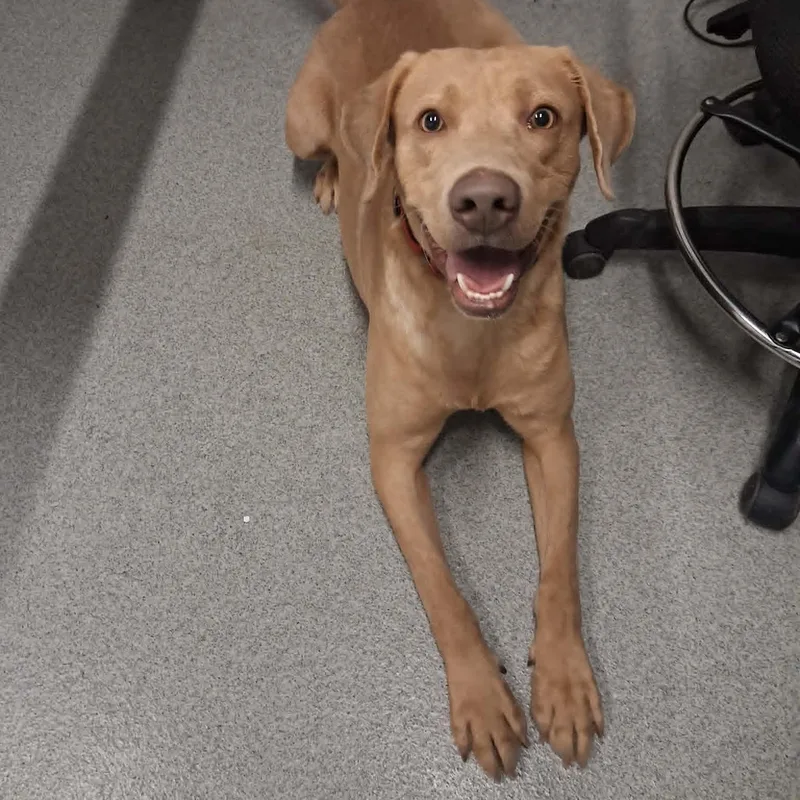 An adult medium-sized male Labrador Retriever dog named Duke for adoption in Moundsville, WV