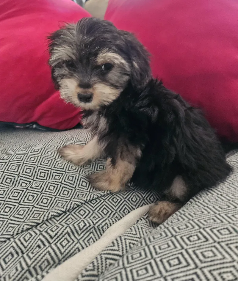 A baby small-sized male Apricot / Beige Schnoodle dog named Patch for adoption in Los Angeles, CA
