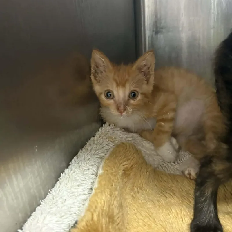 A baby small-sized male Orange / Red Domestic Short Hair cat named Flame for adoption in Stephenville, TX