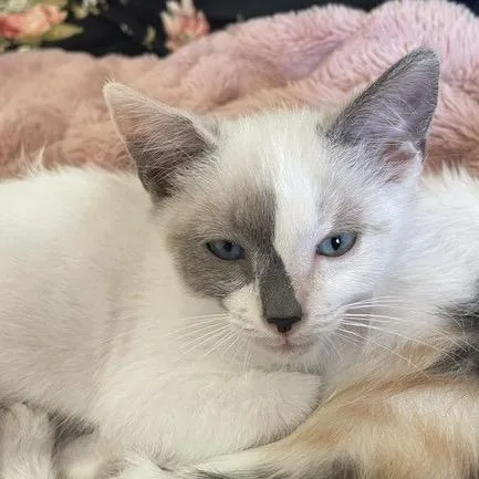 A baby small-sized female Calico Domestic Short Hair cat named Coconut Hyatt for adoption in Eagle Mountain, UT