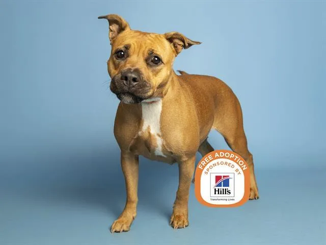 A young large-sized female Pit Bull Terrier dog named Rosy for adoption in Phoenix, AZ