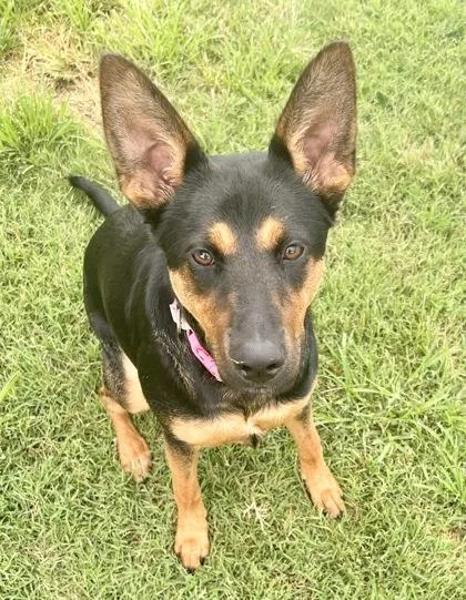 A young medium-sized female Bicolor Mixed Breed dog named Crocodile for adoption in Georgetown, TX