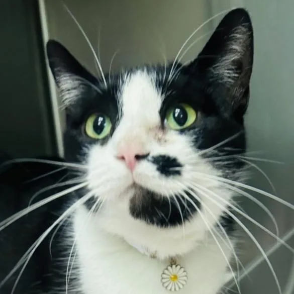 An adult large-sized female Black Domestic Short Hair cat named Beth for adoption in Columbia Station, OH