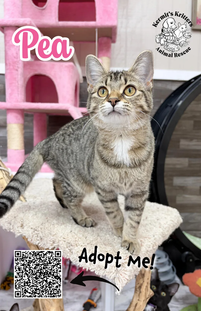 A young medium-sized female Tabby (Buff / Tan / Fawn) American Shorthair cat named Pea for adoption in Akron, OH