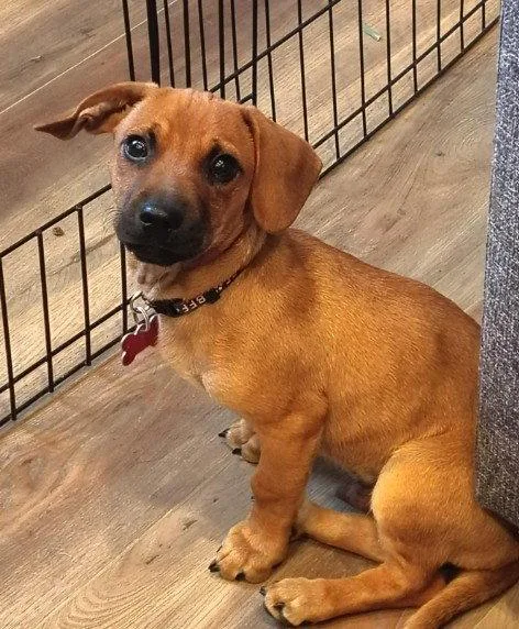 A baby small-sized male Dachshund dog named Tater for adoption in San Diego, CA