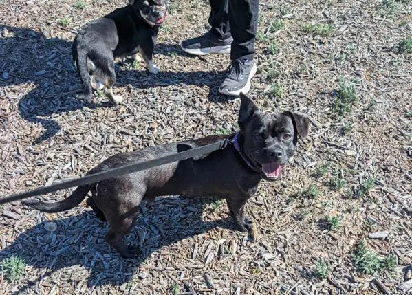 An adult medium-sized male French Bulldog dog named Berry for adoption in El Cajon, CA