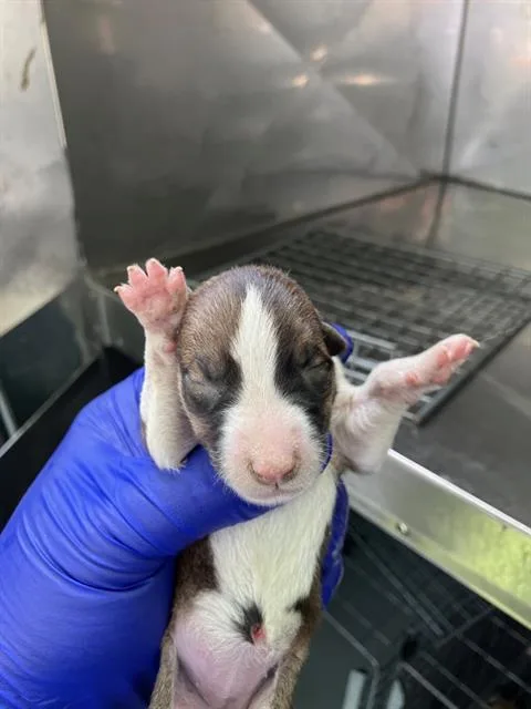A baby large-sized female Mixed Breed dog named Gouda for adoption in Dallas, TX