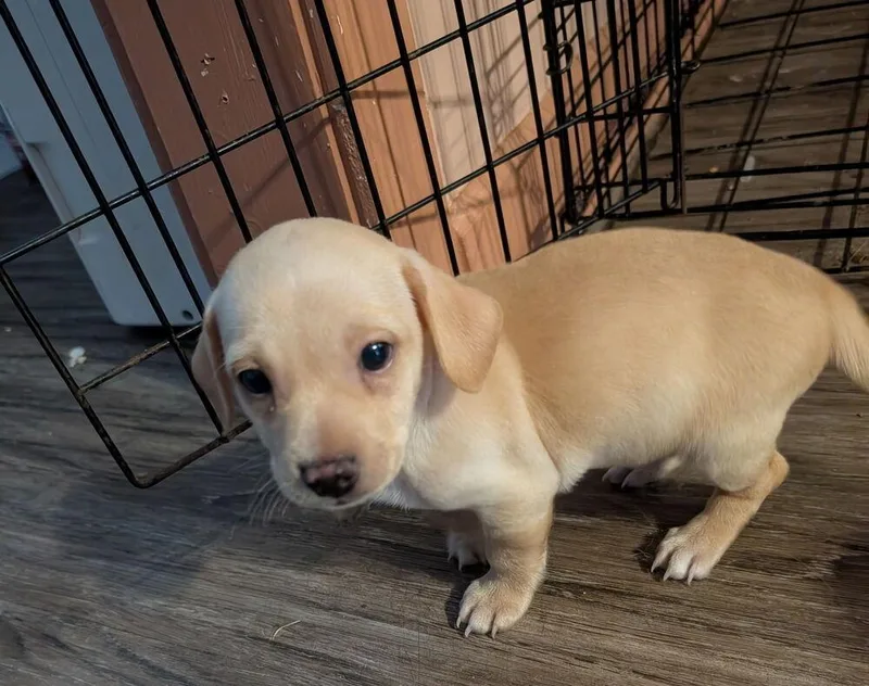 A baby small-sized male Brown / Chocolate Chihuahua dog named Steve Chi for adoption in Gillsville, GA