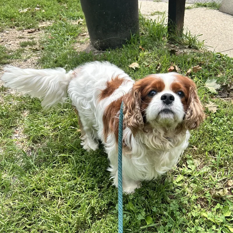 An adult small-sized male Cavalier King Charles Spaniel dog named Brioche for adoption in Huntington, NY