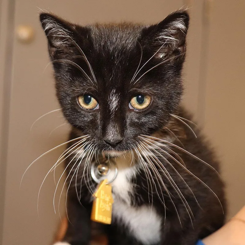 A baby small-sized male Domestic Short Hair cat named Jack for adoption in Port Washington, NY