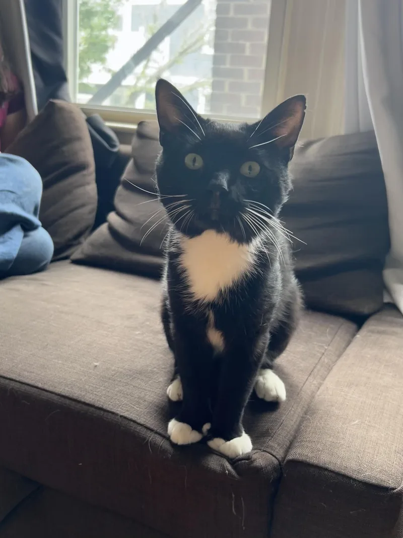 An adult medium-sized male Black & White / Tuxedo Tuxedo cat named Mr. Beans for adoption in Medford, MA