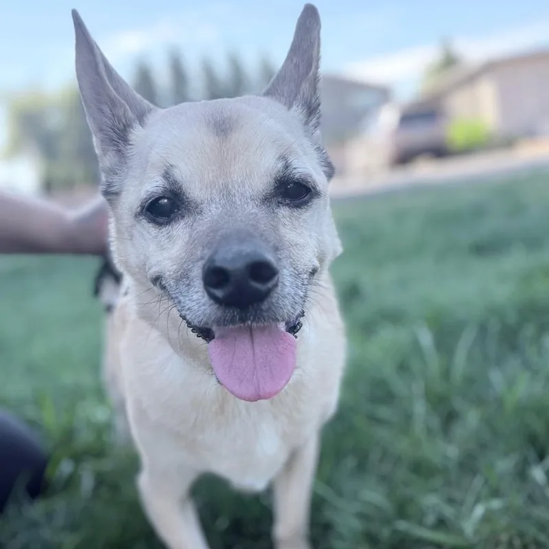 A senior small-sized male Yellow / Tan / Blond / Fawn Mixed Breed dog named Carlito for adoption in Medford, OR