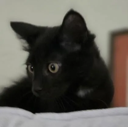 A baby small-sized male Domestic Short Hair cat named Eddie for adoption in Verona, WI