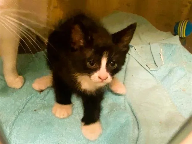 A baby small-sized male Domestic Short Hair cat named Harris for adoption in Tustin, CA