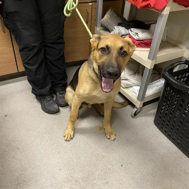 A young large-sized male German Shepherd Dog dog named Cowboy for adoption in Modesto, CA