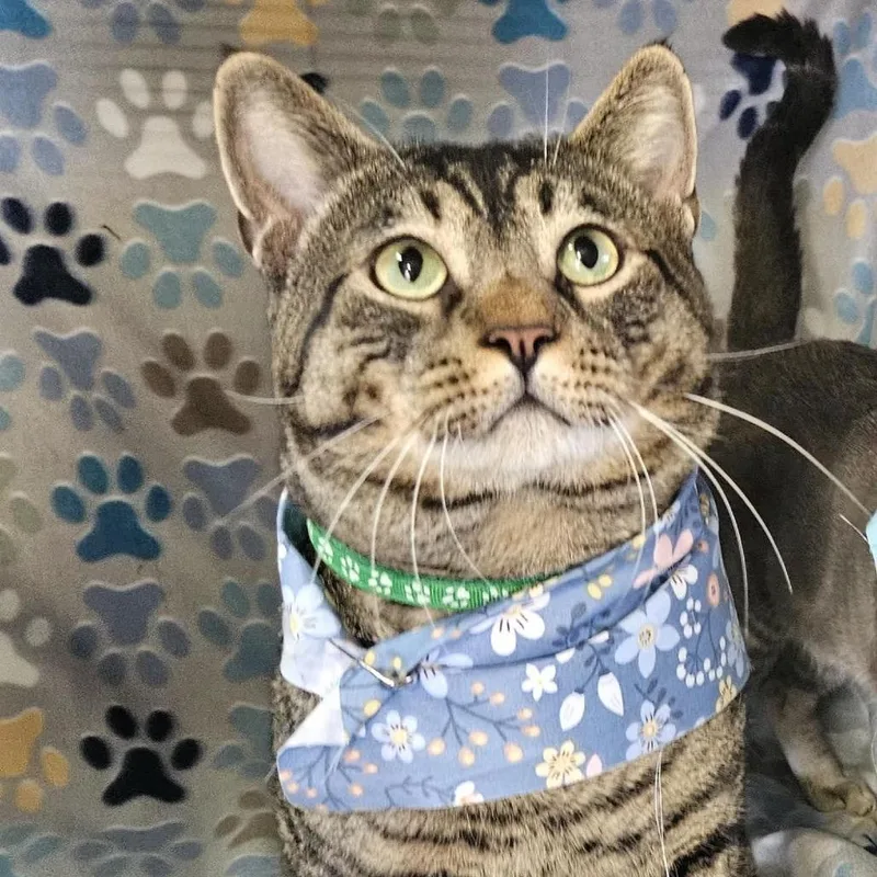 An adult small-sized male Brown / Chocolate Domestic Short Hair cat named Teddy for adoption in San Diego, CA