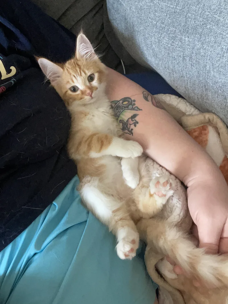 A young medium-sized male Tabby cat named Carp for adoption in Farmington, MN