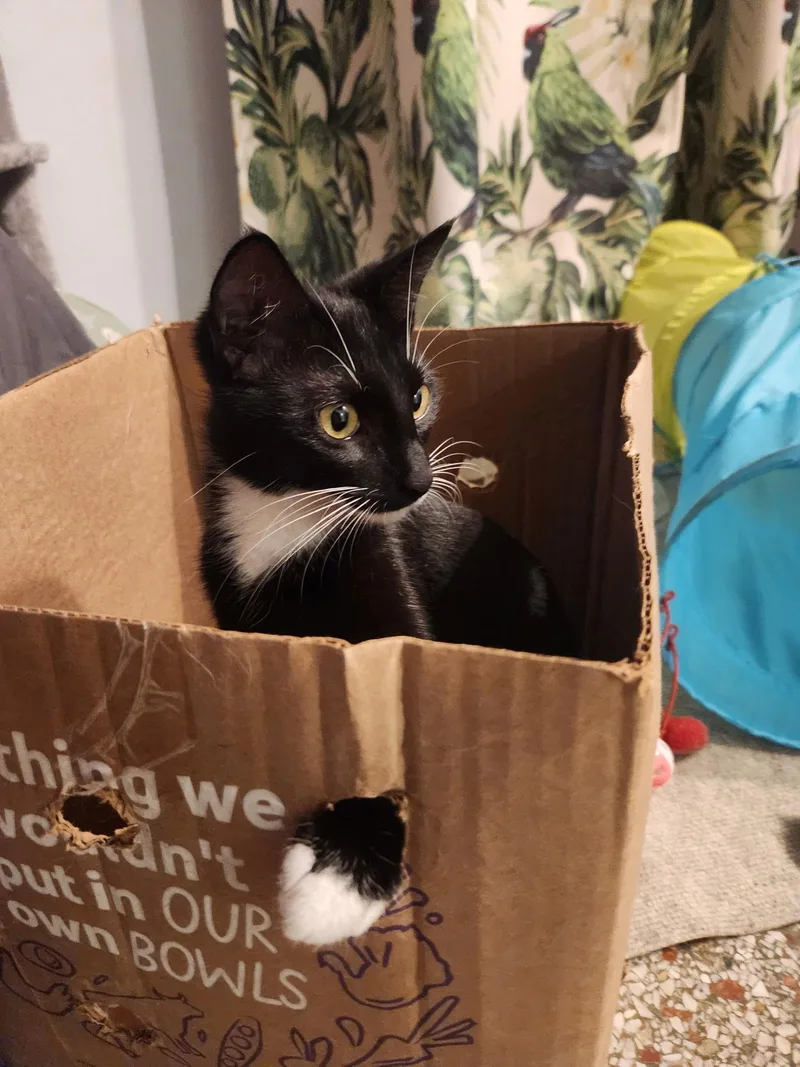 A young medium-sized female Black & White / Tuxedo Domestic Short Hair cat named Juno & Jojo for adoption in Coconut Creek, FL