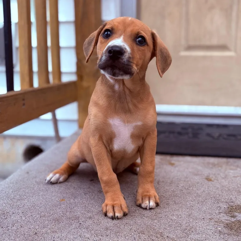 A baby medium-sized male Feist dog named Olin for adoption in Fenton, MI