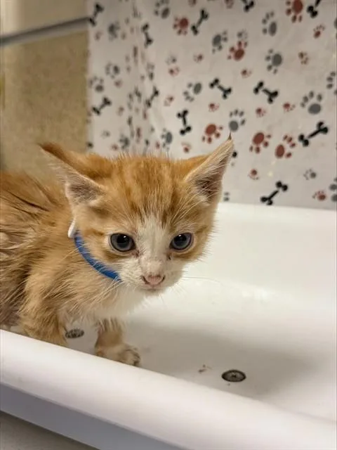A baby small-sized male Domestic Short Hair cat named Benny for adoption in Riverside, CA