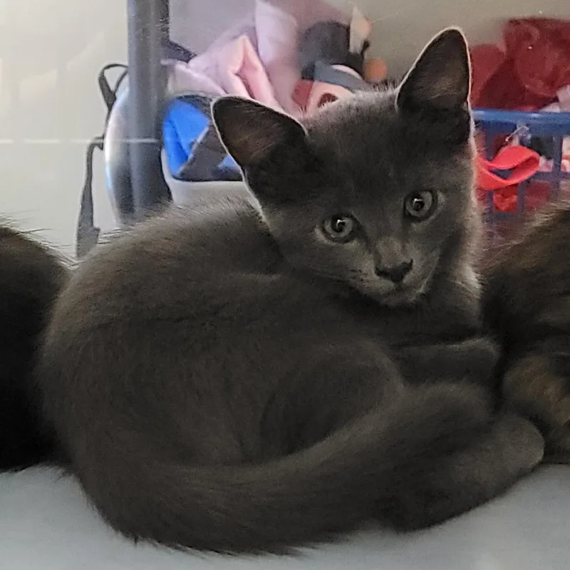 A baby small-sized male Gray / Blue / Silver Domestic Short Hair cat named Jack for adoption in Buchanan Dam, TX