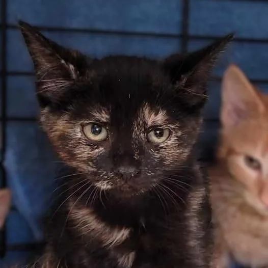 Thelma Lou thumbnail 2